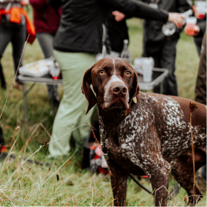 Gin Wanderung Streuobstwiesen Tasting